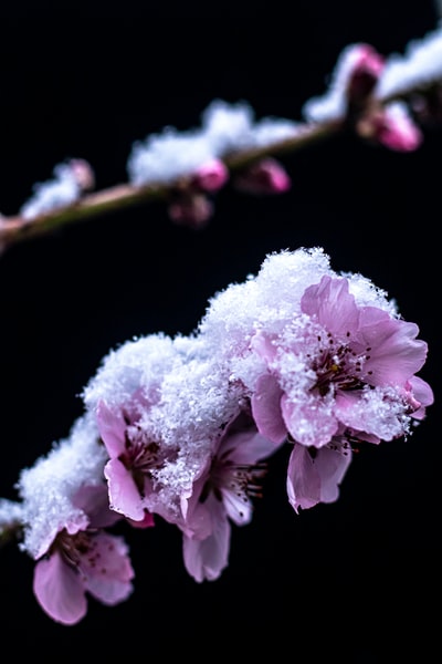 Tilt shift lens in the pink and white flowers
